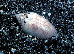 Oliva ozodona sandwicensis