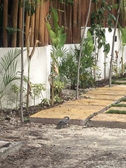 Sciurus yucatanensis