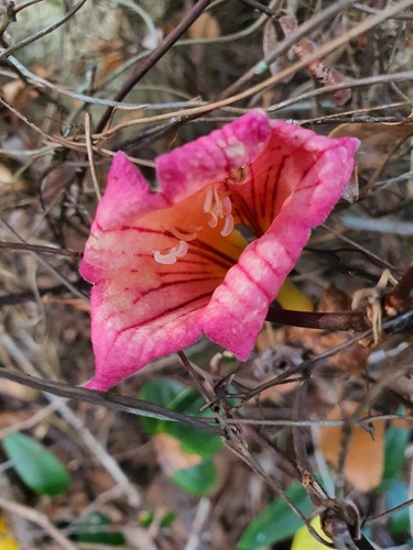 Tecomanthe