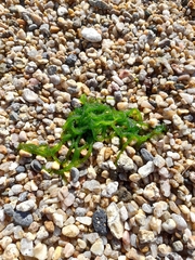 Caulerpa brownii