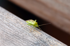 Neolygus contaminatus