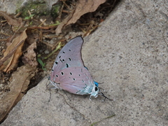 Pseudolycaena damo