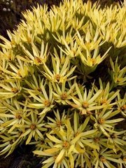 Leucadendron xanthoconus