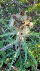 Cirsium hookerianum