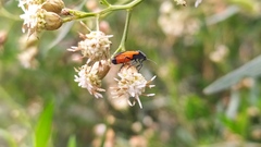 Melanopleurus bicolor