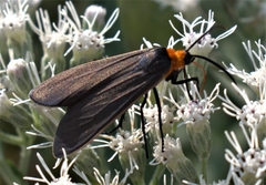 Acoloithus falsarius