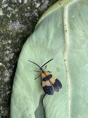 Calopteron