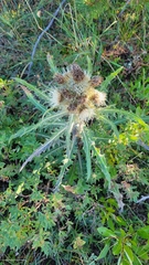 Cirsium hookerianum