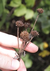 Verbesina helianthoides