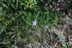 Ixia polystachya