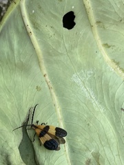 Calopteron