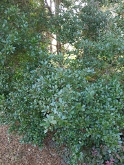 Ilex cornuta