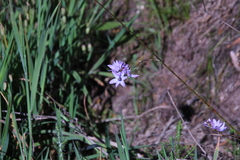 Ixia polystachya