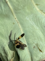 Calopteron
