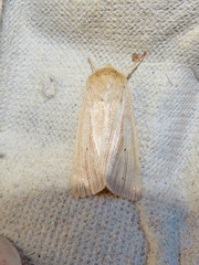 Mythimna oxygala