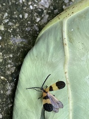 Calopteron