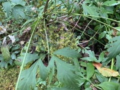 Xanthorhiza simplicissima