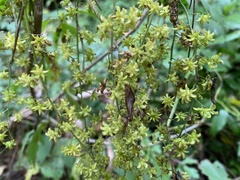 Xanthorhiza simplicissima