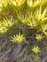 Leucadendron xanthoconus