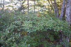 Viburnum cassinoides