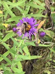 Bombus borealis