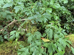 Xanthorhiza simplicissima