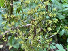 Xanthorhiza simplicissima