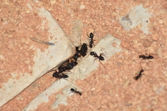Tanaemyrmex