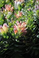 Mimetes fimbriifolius