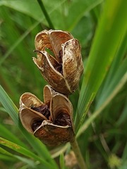 Iris sibirica