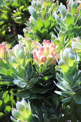 Mimetes fimbriifolius