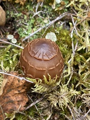 Cortinarius rubellus