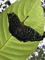 Dichorragia nesimachus