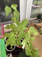 Ripariosida hermaphrodita