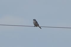 Lanius excubitor