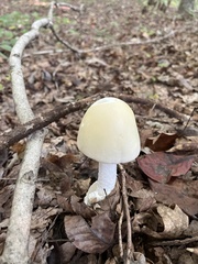 Amanita polypyramis
