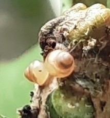 Bradybaena similaris