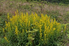 Solidago roanensis