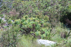 Notobubon galbanum