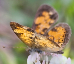 Phyciodes