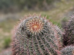 Ferocactus wislizeni