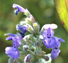Nepeta grandiflora