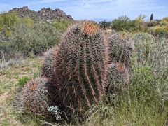 Ferocactus wislizeni