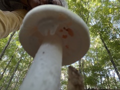 Amanita polypyramis