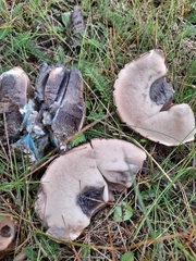 Leccinum duriusculum