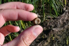 Planorbella trivolvis