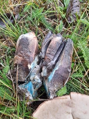 Leccinum duriusculum