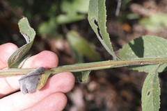 Verbesina helianthoides