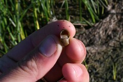 Planorbella trivolvis