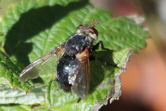 Tachininae